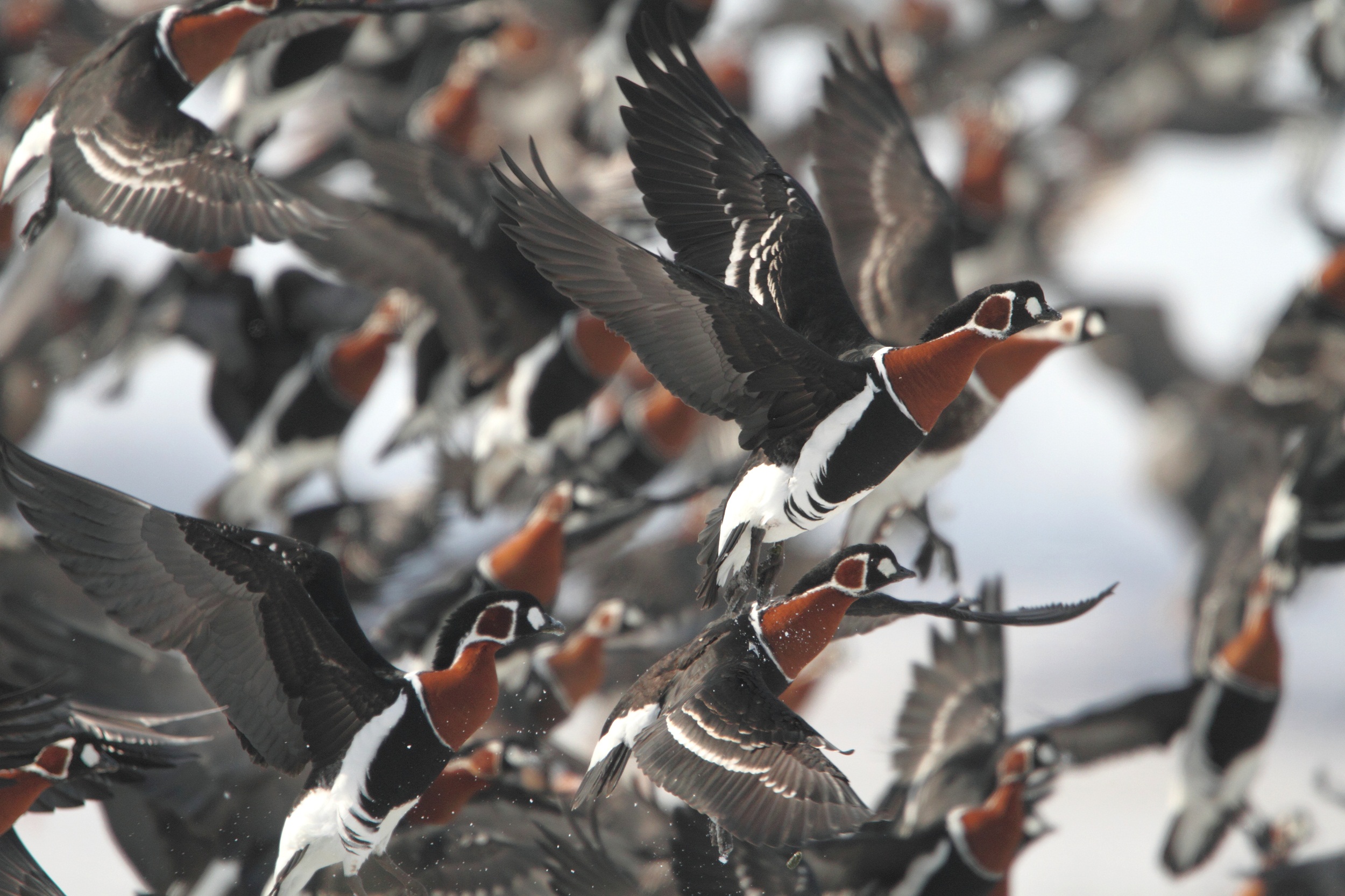 Red-breasted Geese by Mladen Vasilev