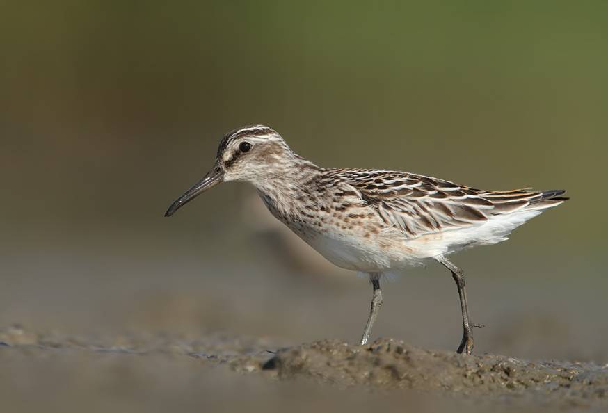 Broad-billed Sandpiper by Mladen Vasilev